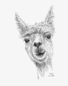 Llama, HD Png Download, Free Download