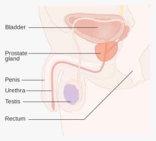 Diagram, HD Png Download, Free Download