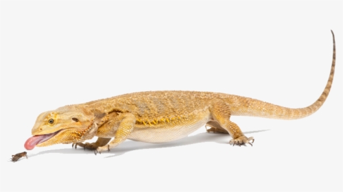 Bearded Dragon Png File - Bearded Dragon Lizard Png, Transparent Png, Free Download