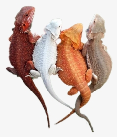 Different Colours Of Bearded Dragons, HD Png Download, Free Download