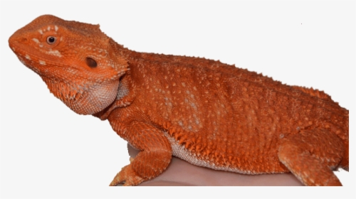 Bearded Dragon Breeders Carolina Classic Dragons - Agama, HD Png Download, Free Download