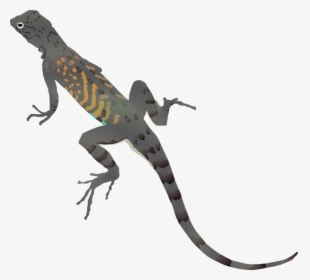Lizard Clipart, HD Png Download, Free Download