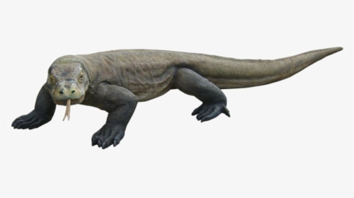 Komodo Dragon Png Hd - Komodo Png, Transparent Png, Free Download