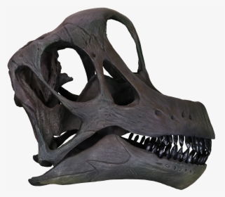 Brachiosaurus Skull - Brachiosaurus Skull Png, Transparent Png, Free Download