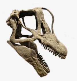 Transparent Brontosaurus Png - Brachiosaurus Skull, Png Download, Free Download