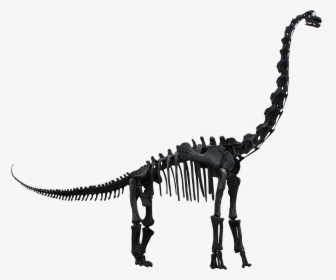 Dinosaur Skeleton Transparent Png, Png Download, Free Download