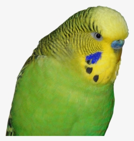 Transparent Parakeet Png - Budgie Parakeet Transparent Background, Png Download, Free Download