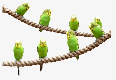 Wellensttiche, Birds, Nature, Parakeet, Animal World - Transparent Parakeet, HD Png Download, Free Download