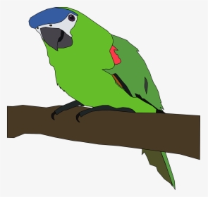 Parrot Clip Art, HD Png Download, Free Download