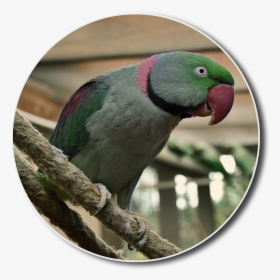 Alexander Parakeet, Hahn, Bird, Small Parrot - Parakeet, HD Png Download, Free Download