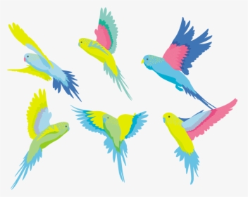 Transparent Parakeet Png - Macaw, Png Download, Free Download