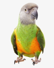 Senegal Parrot Transparent Background, HD Png Download, Free Download