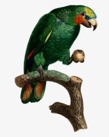 Macaw,parrot,perico - Papagei Kupferstich, HD Png Download, Free Download