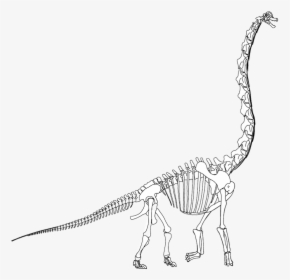 Brachiosaurus Skeleton Drawing Transparent Png, Png Download, Free Download