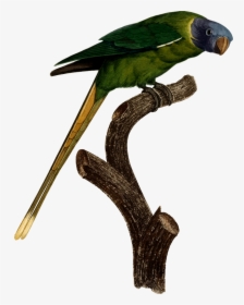 Parrot - Parakeet, HD Png Download, Free Download