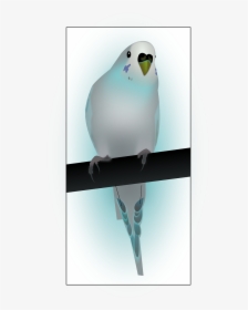 Papużka Falista Png, Transparent Png, Free Download