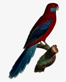 Transparent Macaw Png - Crimson Bird Clipart, Png Download, Free Download
