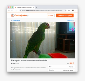 Parrot In Apartment - Parakeet, HD Png Download, Free Download