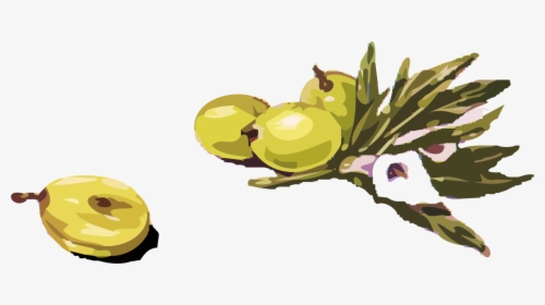 Plant,food,pollinator - Olives Clipart, HD Png Download, Free Download