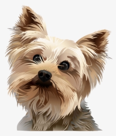 Picture Freeuse Stock Tshirt Standing Vibrant Animal - Yorkie Vector, HD Png Download, Free Download