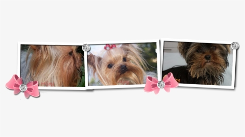 Morkie, HD Png Download, Free Download