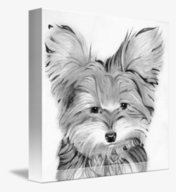 Yorkie Dog Head Pencil Print - Yorkshire Terrier, HD Png Download, Free Download