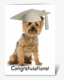 Graduation Yorkie With Cap Congrats Greeting Card - Yorkshire Terrier Graduating, HD Png Download, Free Download