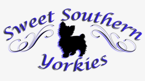 Sweet Southern Yorkie"s - Yorkshire Terrier, HD Png Download, Free Download