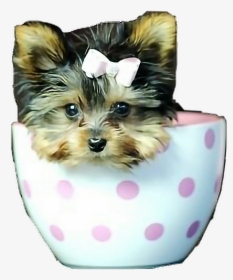 #poppies #poppy #teacuppuppy #yorkie #yorkiepuppies - Teacup Smallest Puppies, HD Png Download, Free Download