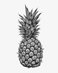 Transparent Pineapple Clipart Black And White - Pineapple Mandala Drawing, HD Png Download, Free Download