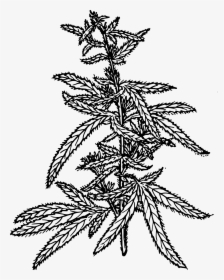 Hemp Clip Arts - Drawing Of Cannabis Flowers, HD Png Download, Free Download