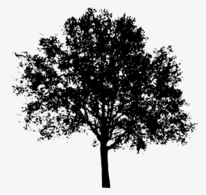 Black And White Trees Png - Tree Silhouette Transparent Background, Png Download, Free Download