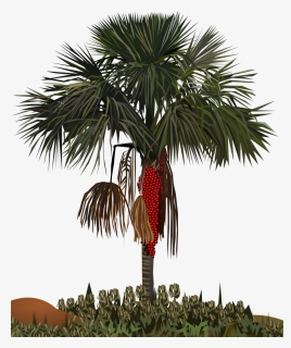 Palm Tree, Miritizeiro, Bush, Tree, Tropical Plant - Arvore Miritizeiro, HD Png Download, Free Download