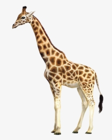 Clip Art Reticulated Giraffes Okapi Drawing - Transparent Background Giraffe Clipart, HD Png Download, Free Download