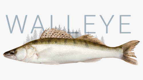 Walleye - Fish Walleye, HD Png Download, Free Download