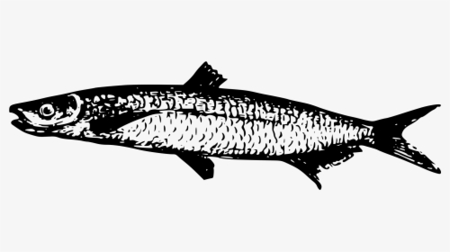 Lake Tanganyika Fish Drawing Walleye - Lake Tanganyika, HD Png Download, Free Download