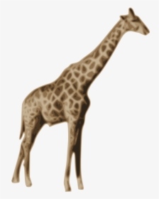 Giraffe Transparent Background, HD Png Download, Free Download