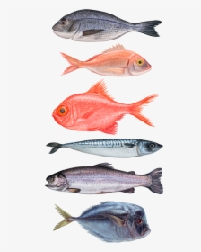 Seafood Illustrations, HD Png Download, Free Download
