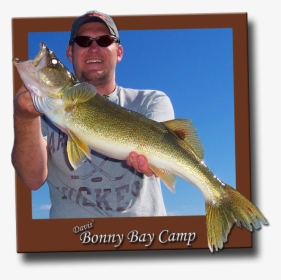 Walleye - Brown Trout, HD Png Download, Free Download
