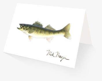Walleye - Trout, HD Png Download, Free Download