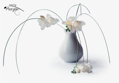 Still Life - Moth Orchid, HD Png Download, Free Download