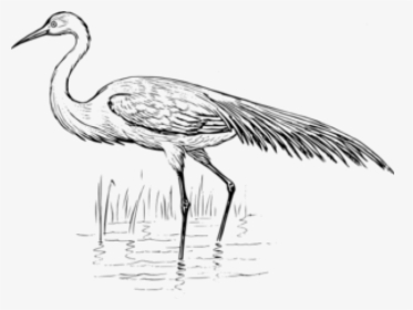 Egret Clipart Crane Bird - Blue Crane Black And White Clipart, HD Png Download, Free Download