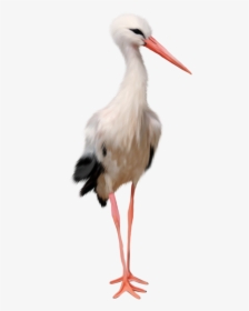 Free Download Of Stork Png In High Resolution - Stork .png, Transparent Png, Free Download