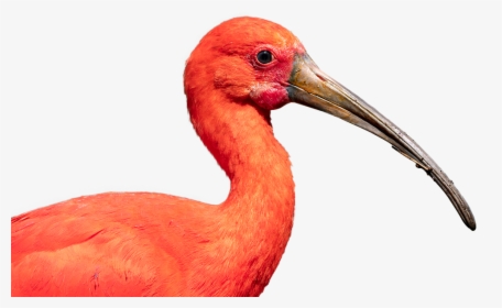 Scarlet Ibis, Bird, Nature, Crane, Beak, Ibis, Wildlife - Scarlet Ibis Beak, HD Png Download, Free Download