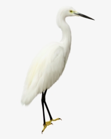 Heron Transparent Png - White Crane White Background, Png Download, Free Download