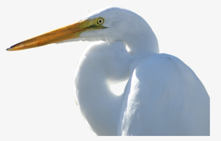 Canvas Print Fly Bird Crane Animal World Migratory - Snowy Egret Transparent, HD Png Download, Free Download