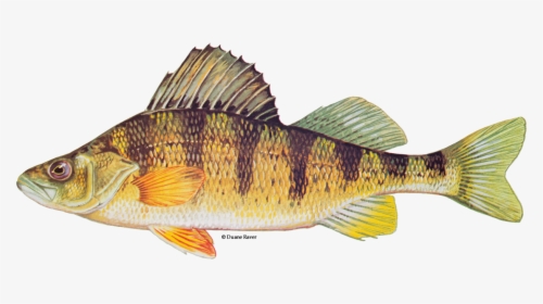 Illustration Of A Yellow Perch, HD Png Download, Free Download