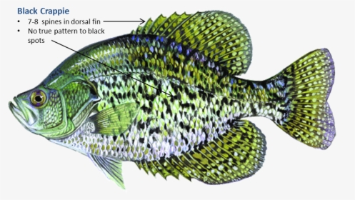 Black Crappie White Crappie Rainbow Trout Largemouth - Freshwater Fish In Oklahoma, HD Png Download, Free Download