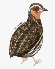 Stubble Quail Coturnix Pectoralis - Turkey, HD Png Download, Free Download