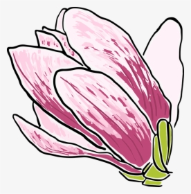 Magnolia, Flower, Trees, Spring Flowering, Nature - Tulip, HD Png Download, Free Download